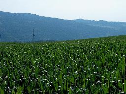 Kukuřice na hranici Rakousko-Německo