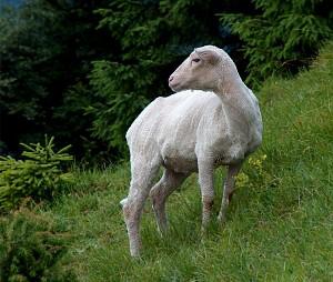 Zatoulaná ovečka (těch bylo ve Fatře opravdu hodně)